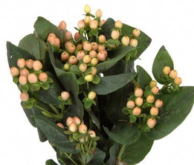 peach hypericum berries Floral Design Classes, Wholesale Flowers Wedding, Tiffany Rose, Hypericum Berries, Wholesale Roses, Flower Picks, Dendrobium Orchids, Wedding Flower Inspiration, Flower Names