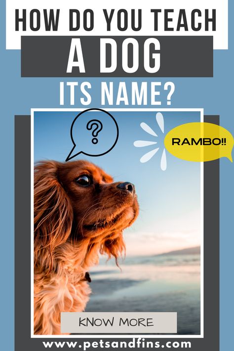 A dog may not take more than 3-7 days to learn its name. This is a very good thing for the owner because it means that they can call their dog’s attention and get them to come back when they are out of eyesight. It also means that you won’t have to walk around with a leash dragging behind you all day! They are intelligent creatures and love praise from their owners, so once your dog has learned his or her name it will be easy enough to teach them any other command as well. Dog Commands, Dog Behavior Problems, Human Language, S Name, Name Calling, Behavior Problems, Positive Reinforcement, Dog Behavior, Dog Trainer