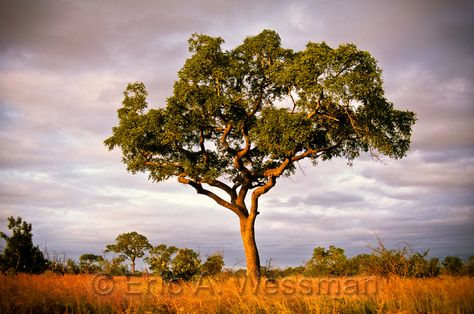 Marula Tree Game Lodge Design, Africa Trees, Marula Tree, Africa Tattoos, Orchard Tree, Fruit Bearing Trees, Tree Drawings Pencil, Tatoo Inspiration, Blooming Trees