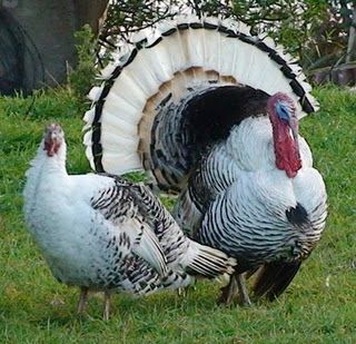 Royal Palm turkeys are one of the two breeds we will have this summer. Birding Quotes, Meatloaf Turkey, Meatballs Turkey, Turkey Breeds, Chili Turkey, Domestic Birds, Raising Turkeys, Bird Crochet, Drawing Bird