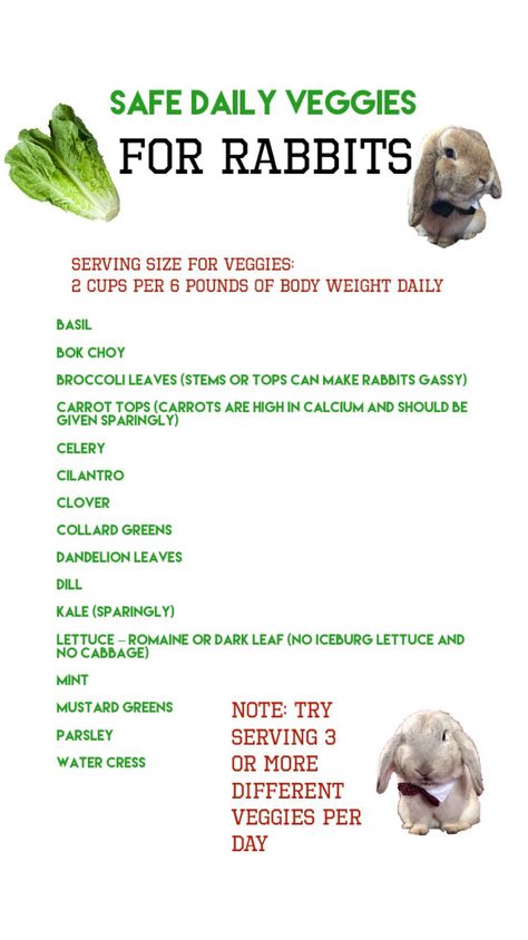 A list of safe vegetables to feed your rabbit #veggies #bunny #rabbits #list Best Vegetables For Rabbits, Bunny Safe Veggies, Wild Bunny Care, Homemade Rabbit Food, Bunny Food List, Rabbit Veggie List, Velveteen Lop Rabbit, Owning A Bunny, Bunny Supplies List