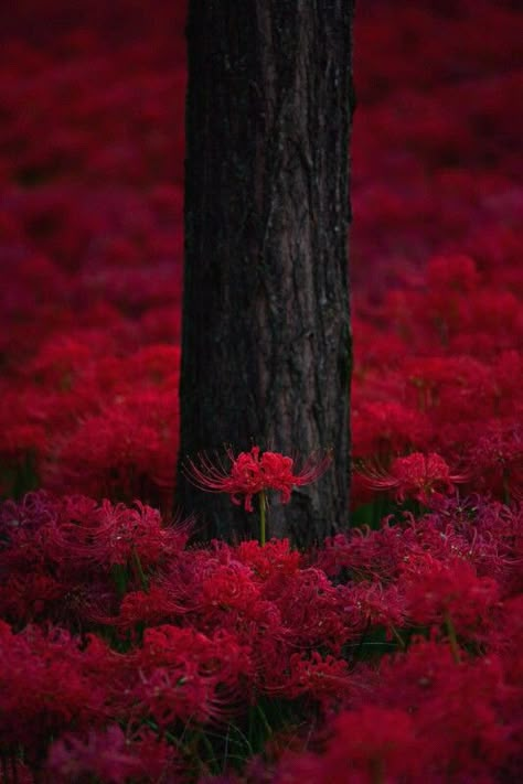 Spider Lily Lily Wallpaper, Red Spider Lily, Spider Lily, Red Spider, Red Lily, Lily Pattern, Red Aesthetic, Flower Illustration, Lily Flower