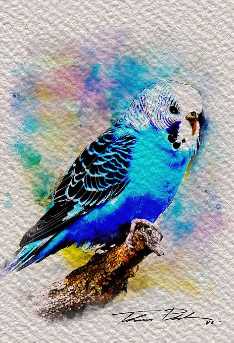 Parakeet Tattoo, Blueberry Cream Cake Recipe, Parakeet Art, Blue Parakeet, Mixed Media Watercolor, Drawing Things, Art Mixed Media, Cream Cake, Bird Art