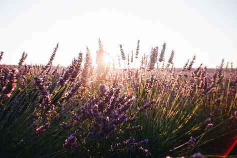 Growing lavender for profit is a smart way to make the most of a little (or a lot) of land. Learn the ins and outs of cultivating this lucrative crop. Lavender Varieties, Spanish Lavender, Mushroom Grow Kit, Growing Lavender, Attracting Beneficial Insects, English Lavender, Farm Tour, Lavender Plant, Ins And Outs