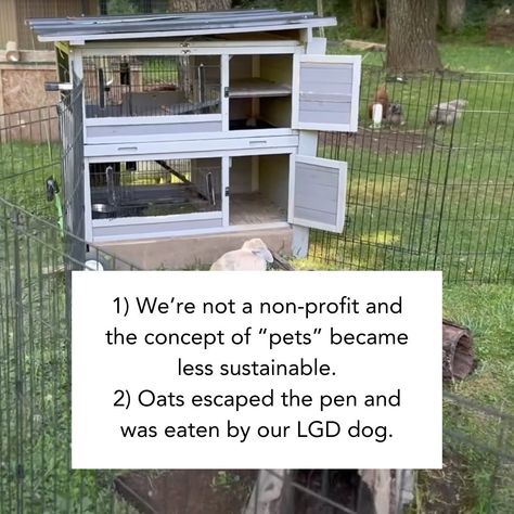 Comment POPCORN to watch how we made a Tractor Hutch for our pet rabbits before upgrading. This is a great place to start small! Whether you’re raising them as pets or for compost or for meat, this small setup works! #rabbit #homestead #regenerativeagriculture Small Setup, Pet Rabbits, Pet Rabbit, Hutch, Non Profit, Rabbits, Great Places, Agriculture, Tractor