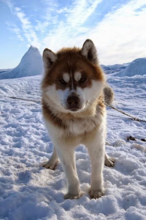 Canadian Eskimo dog Greenland Dog, Malamute Husky, Sled Dogs, Rare Dogs, Every Dog Breed, Disabled Dog, Animals Dogs, Big Animals, Purebred Dogs