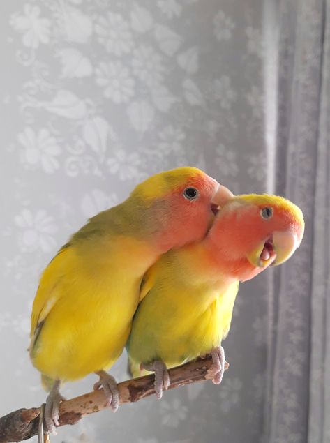 Peachfaced lovebirds Pet Birds Aesthetic, Love Birds Aesthetic, Lovebirds Aesthetic, Bird Enclosure, Lovebirds Art, African Lovebirds, Dog Cold, Parrot Pet, Love Bird