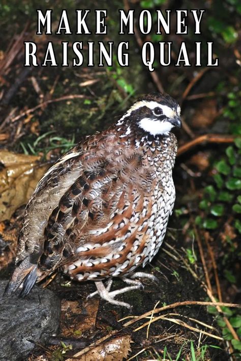 How To Make Money Raising Quail • Simple At Home Raising Quail For Profit, Natural Quail Habitat, Button Quails, Quail Breeding, Quail Raising, Quail Farm, Raising Pheasants, Quail Farming, Bob White Quail