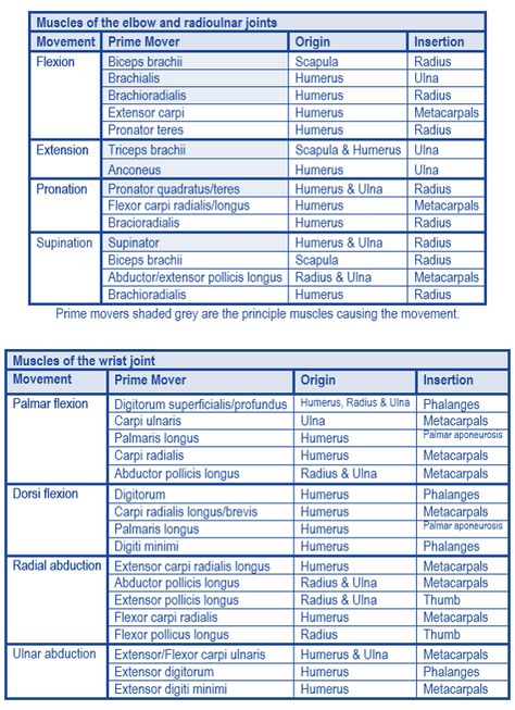 Level 3 (68) Exercise and Fitness Knowledge: The elbow joint, radioulnar joint and wrist - Amac Training Kinesiology Aesthetic, Triceps Brachii Muscle, Notes Anatomy, Physiotherapy Student, Fitness Knowledge, Radius And Ulna, Joints Anatomy, Pt School, Physical Therapy Student