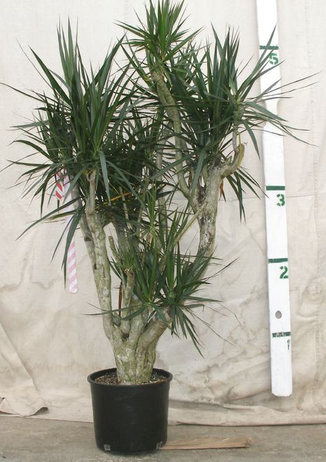 Dracaena Marginata, Red Edge Dracaena, care Red Edged Dracaena, Dracaena Marginata, Dracaena Plant, Air Purifying House Plants, Making Plant Pots, Indoor Trees, Corner Window, Lucky Bamboo, Growing Tips