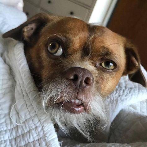 Bacon Is a Rescued Dog Who Looks Like An Old Man Cool Pet Names, Bored Dog, Dog Tips, Dog Hacks, Rescue Dogs, Dog Dog, Sweet Animals, Dog Memes, Training Your Dog