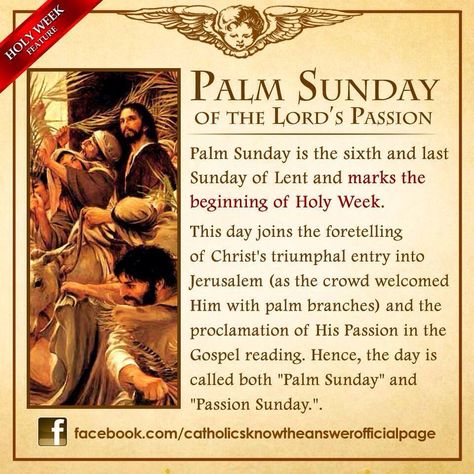 Palm Sunday Quotes, Lent Season, Catholic Lent, Catholic Theology, Jesus Crucified, Sunday Prayer, Catholic Answers, Gospel Reading, Sunday Wishes