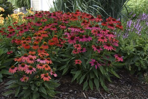 Coneflower – The Ultimate Guide to Growing Echinacea Plants Proven Winners Perennials, Short Plants, Red Plants, Border Plants, Proven Winners, Perennial Garden, Fragrant Flowers, Flowers Perennials, Perennial Plants