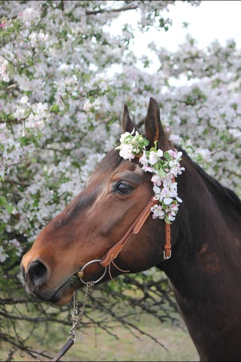 Horses With Flowers In Hair, Horses With Flowers, Horse With Flowers, Horses And Flowers, Horse Flowers, Horse Barn Plans, Black Dahlia, Horse Costumes, Mane N Tail