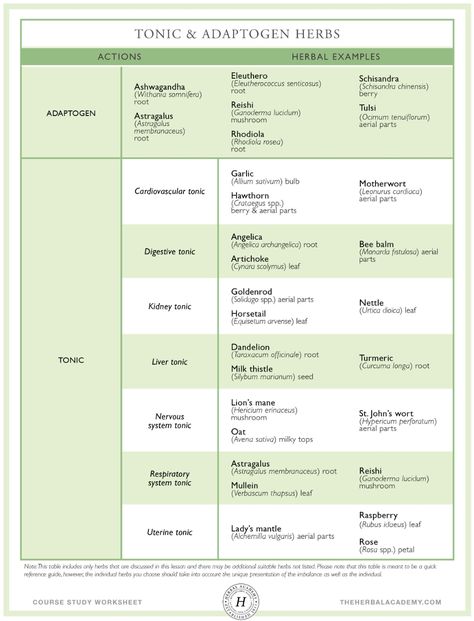 Introductory Herbal Course Unit 3: Herbal Support for Common Complaints – Herbal Academy Herbal Medicine List, Beginners Guide To Herbalism, Herbal Monographs, Apothecary Garden, Herbal Formulation, Apothecary Shoppe, Best Herbalism Books, Herbs Remedies, Medicinal Herbs Remedies