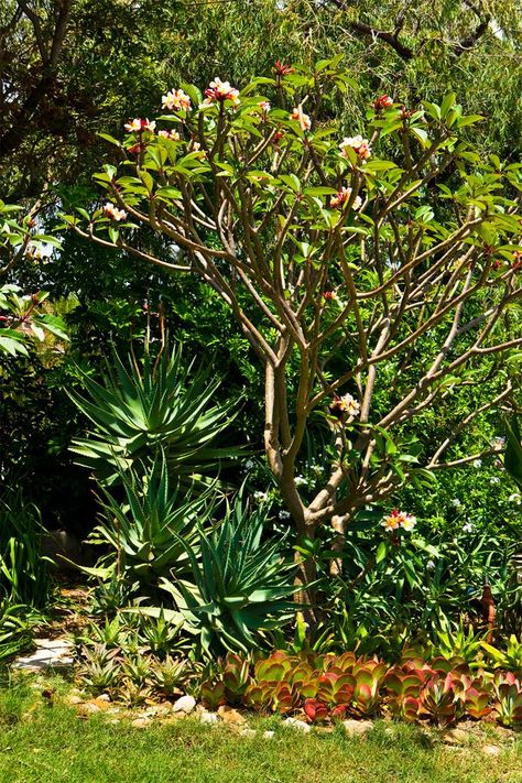 *Plumeria* ‘Sharna’s Rose’, underplanted with aloes, Kalanchoe luciae “Flapjacks” and other succulents in this Bondi garden in Australia.   #Succulents_tropical_landscape  #SerraGardens Plumeria Landscaping, Plumeria Landscaping Ideas, Plumeria Garden Ideas Yards, Frangipani Garden, Subtropical Garden Australia, Tropical Dry Garden, Plumeria Tree Landscape Gardens, Plumeria Landscape, Tropical Garden Melbourne