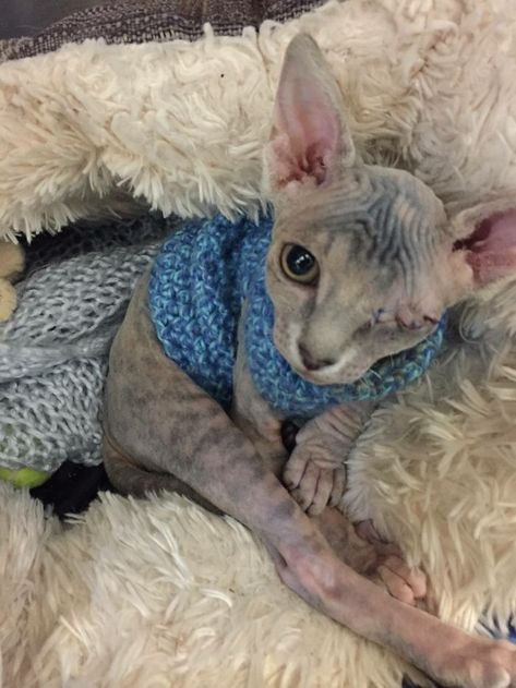 This Woman Was Afraid How Her Bull Terrier Would React To A Newly Adopted One-Eyed Cat, Look At Them Now | Bored Panda Hairless Kitten, Cute Hairless Cat, One Eyed Cat, Chat Sphynx, Sphynx Cats, Sphinx Cat, Devon Rex, Hairless Cat, Sphynx Cat