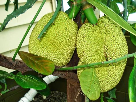 Growing Jackfruit, Cob Earthship, How To Grow Dragon Fruit, Dragon Fruit Tree, How To Grow Watermelon, Dragon Fruit Plant, Grid Ideas, Tropical Greenhouses, Tropical Food