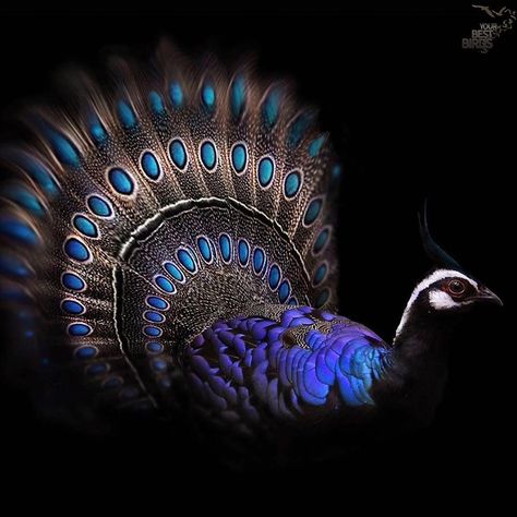 1,023 Likes, 10 Comments - @your_best_birds (@your_best_birds) on Instagram: “CONGRATULATIONS🎉 @pugad_ni_jonet ➡BIRDER OF THE DAY⬅ --------------------------------------------…” Palawan Peacock Pheasant, Peacock Pheasant, Birds Of Australia, Cute Small Animals, Birds Nature, Palawan, Bird Photography, Birds Of Paradise, Pheasant