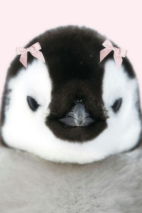 mine dont repost!! angry cute pink aes penguin soft bow coquette edit icon pfp Pink Penguin Wallpaper, Cute Penguin Pfp, Pink Coquette Pfp, Angry Penguin, Penguin Pfp, Coquette Animals, Coquette Edit, Penguin Icon, Angry Cute