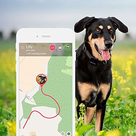 Tractive 3G GPS Pet Tracker Homemade Dog Toys, Dog Tracker, Rare Dogs, Animal Movement, Pet Tracker, Dog Odor, Cheap Dogs, What Dogs, Dog Allergies