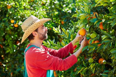 Farmer man harvesting oranges in an oran... | Premium Photo #Freepik #photo #orange-tree #fruit-farm #fruit-garden #organic-farm Fast Growing Fruit Trees, Dragon Fruit Tree, Pruning Tomato Plants, Tomato Pruning, Tips For Growing Tomatoes, Apricot Tree, Growing Fruit Trees, Mango Tree, Mulberry Tree