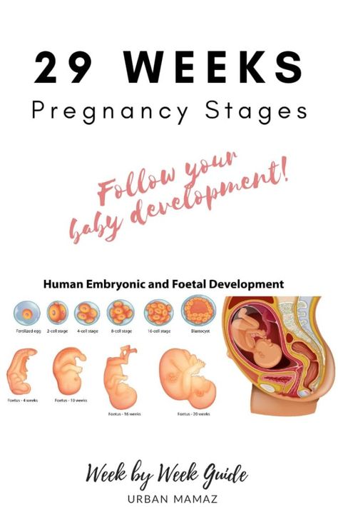 Pregnancy guide - 29 weeks. Are you pregnant? Wondering how is your baby developing? Discover your baby and pregnancy development - Week by week pregnancy guide- pregnancy trimesters, all the pregnancy stages- click here to read about 29 weeks pregnancy》 29 Week Pregnancy, Pregnancy Trimesters, Pregnancy Development, Body Changes During Pregnancy, Week By Week Pregnancy, Stages Of Baby Development, Tips For Pregnant Women, Diet While Pregnant, 29 Weeks Pregnant