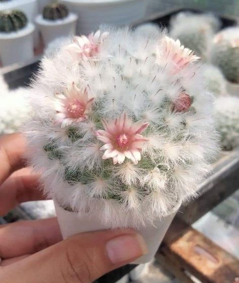 Mammillaria plumosa. Weird Looking Plants, Pretty Flowers Pictures, Plant Goals, نباتات منزلية, Succulent Garden Diy, Succulent Gardening, Nothing But Flowers, Plant Aesthetic, Vegetable Garden Design