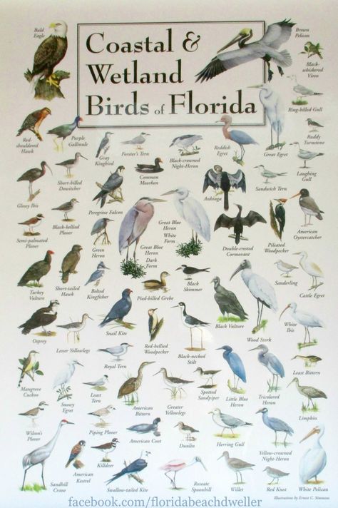 Coastal and Wetland Birds of Florida. Photographed at Naples Pier. Florida Living at the Florida Beach Dweller: https://www.pinterest.com/complcoastal/florida-living/ Naples Pier Florida, Florida Flora And Fauna, Florida Wildlife Tattoo, Florida Birds Paintings, Hudson Florida, Florida Animals, Florida Naples, Florida Birds, Naples Pier