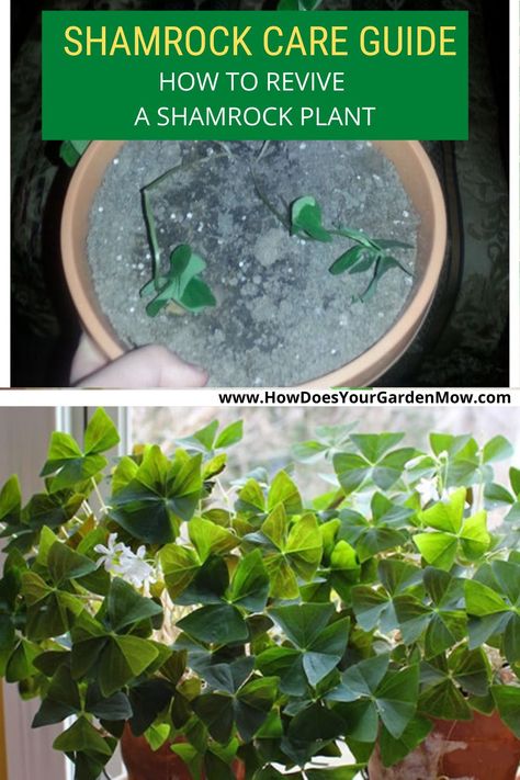 Shamrock Plant Care How To Grow, Shamrock Plant Houseplant, Clover Plant Indoor, False Shamrock Plant, Clover Terrarium, Shamrock Plant Care, Growing Wheat, Houseplant Tips, Shamrock Plant