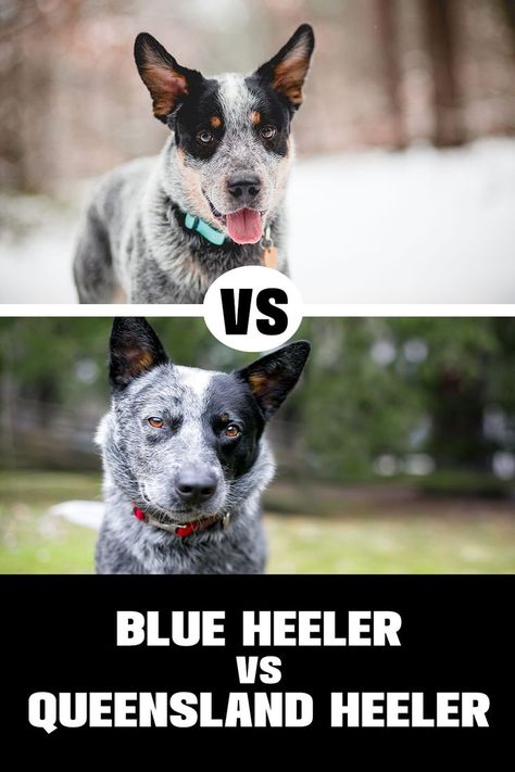 Blue Heeler vs Queensland Heeler: 
"Blue Heeler vs. Queensland Heeler - Unravel the differences between these two energetic dog breeds. Explore their history, characteristics, and which might be the ideal choice for your lifestyle in our comprehensive comparison." Blue Heeler Drawing, Queensland Heeler, Blue Heeler Puppy, Blue Healer, Physical Traits, Blue Heeler Puppies, Heeler Puppies, Outside Dogs, Blue Heeler Dogs