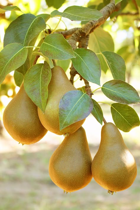 Pyrus Communis, Vegetables Photography, Healthy Potatoes, Pear Art, Fruits Photos, Pear Blossom, Pear Trees, Beautiful Fruits, Book Marks