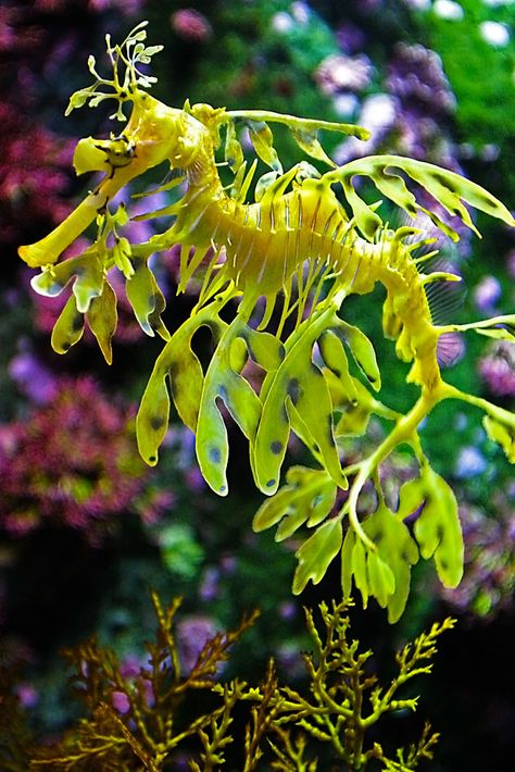 Leafy Sea Dragon, Life Under The Sea, Salt Water Fish, Beautiful Sea Creatures, Water Animals, Marine Fish, Sea Dragon, Underwater Creatures, Underwater Life