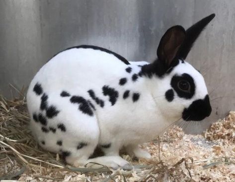 English spotted rabbit buck For Sale in Pembroke Dock, Pembrokeshire English Spot Bunny, Bunny Types, Spotted Rabbit, English Spot Rabbit, Giant Bunny, Rabbit Breeds, Indoor Rabbit, Natural Farming, Beautiful Rabbit