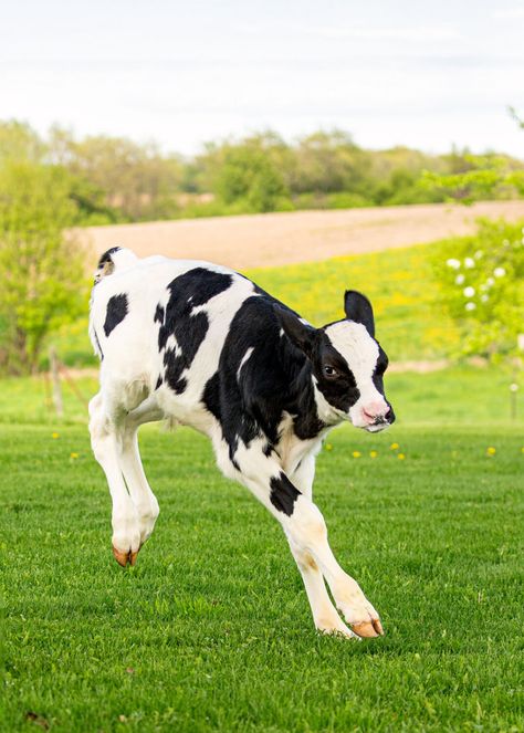 Calf Laying Down, Cow Reference Photos, Calf Reference, Cow Side View, Cows Running, Calf Photography, Pictures Of Cows, Cows Photography, People With Animals