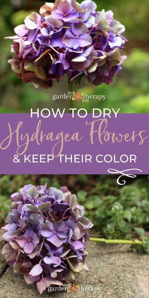 Drying Hydrangeas How To Tips, Drying Hydrangea Blooms, How To Preserve Hydrangea Flowers, Hydrangea Dried Arrangement, How To Dry Hydrangea Flowers, How To Dry Hydrangea Blooms, Drying Hydrangeas How To, Dried Hydrangeas Decor Ideas, Drying Hydrangeas