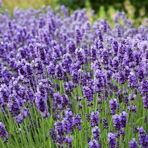 The English Lavender: How To Care For The Lavandula Angustifolia Plant English Lavender, Cottage Garden, In The Garden, The Garden, Seeds, Lavender, Cottage, Flowers