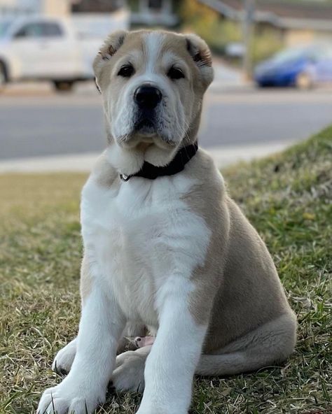 Central Asian Shepherd Puppies, Alabai Puppies, Asian Shepherd Dog, Majestic Dog, Alabai Dog, Central Asian Shepherd, Caucasian Shepherd Dog, Caucasian Shepherd, Every Dog Breed