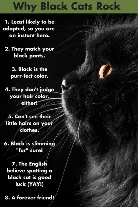 Katt Grejer, Black Cat Appreciation Day, Bulldog Francese, Cat Kawaii, Cat Behavior, Cat Facts, Cat Quotes, Cat Care, Cats Meow