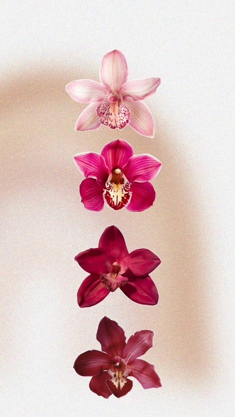 pink red orchids Wallpaper Aesthetic Flower, Case Transparente, Decorating Frosting, Aesthetic Flower, Nothing But Flowers, Iphone Wallpaper Photos, Iphone Wallpaper Themes, Flower Therapy, Pretty Wallpaper Iphone