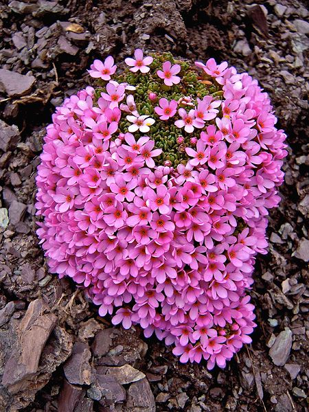 Rock Plants, Alpine Flowers, Alpine Garden, Diy Garden Fountains, Rock Garden Plants, Rock Flowers, Alpine Plants, Wonderful Flowers, Unusual Plants