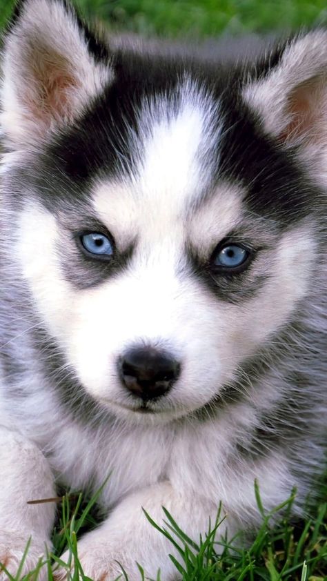 Husky Wallpaper, Baby Husky, Puppy Backgrounds, Husky With Blue Eyes, Puppies With Blue Eyes, Puppy Husky, Cute Husky Puppies, Baby Huskies, Husky Puppies