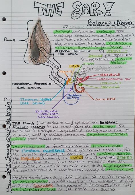 Veterinary nursing study notes vetnurse veterinarian revision anatomy ear hearing Veterinarian Anatomy, Veterinarian Student, How To Study In Vet School, Veterinarian Notes Aesthetic, Vet Nurse Study Notes, Veterinarian School Notes, Horse Vet Notes, Ear Notes, Veterinarian Study Notes