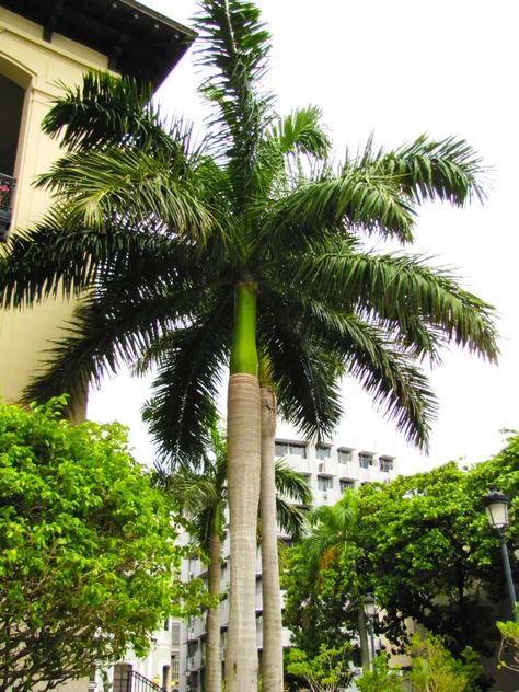 How Much Does a Royal Palm Tree Cost? 1 Royal Palm Tree, Bottle Palm Tree, Palm Tree Types, Foxtail Palm, Kentia Palm, Indoor Palms, Bamboo Palm, Parlor Palm, Star Trek Universe