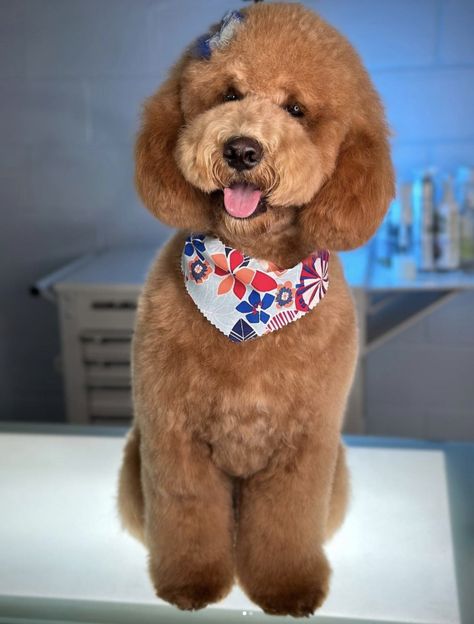 Unveiling the Perfect Teddy Bear Goldendoodle Haircut - Rocky Kanaka