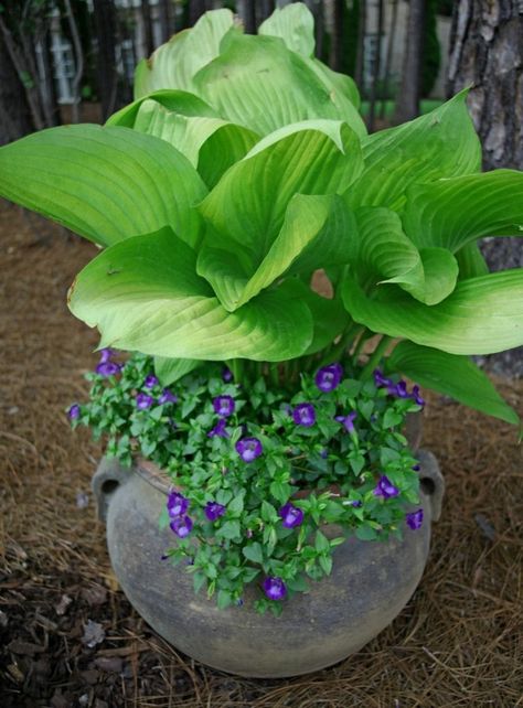 Grow Moss, Planters Pottery, Outdoor Urns, Hosta Gardens, Hosta Plants, Pottery Pots, Container Ideas, Container Gardening Flowers, Garden Containers