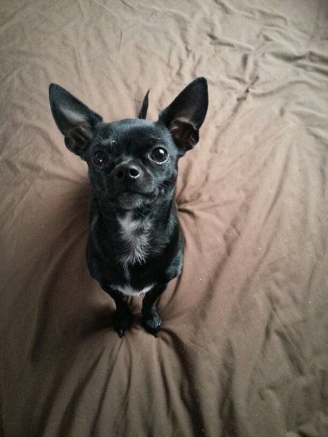 Cutest dog in the world. My dog. Chiuaua Dog Aesthetic, Black Chiwawa, Dog Aesthetic Black, Dog Aesthetic Chihuahua, Black Chihuahua Aesthetic, Black Chihuahua, Black And Brown Chihuahua, Dog Aesthetic, Chihuahua Love