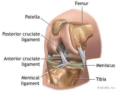 The knee Anatomy Of The Knee, Torn Acl, Knee Ligaments, Acl Surgery, Anterior Cruciate Ligament, Runners Knee, Acl Tear, Cruciate Ligament, Ligament Injury