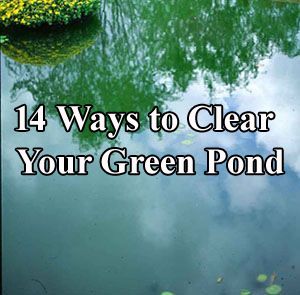 Pond Algae, Green Pond, Goldfish Pond, Diy Pond, Pond Waterfall, Green Algae, Garden Crafts Diy, Small Ponds, Fish Ponds