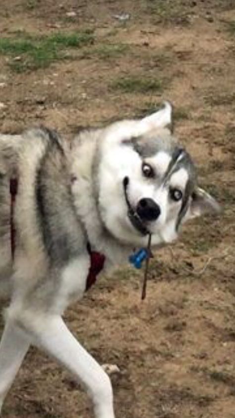 Every dog has their own personality, and some of them can be just as weird as some people you probably know. That’s what the /r/WhatsWrongWithYourDog subreddit shares - pictures of dogs that aren’t quite dogging right. Dog Pictures Funny, Funny Dog Images, Siberian Husky Funny, Miniature Husky, Husky Faces, Funny Husky, Baby Huskies, Cute Cat Memes, Husky Funny